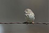 Vesper Sparrow